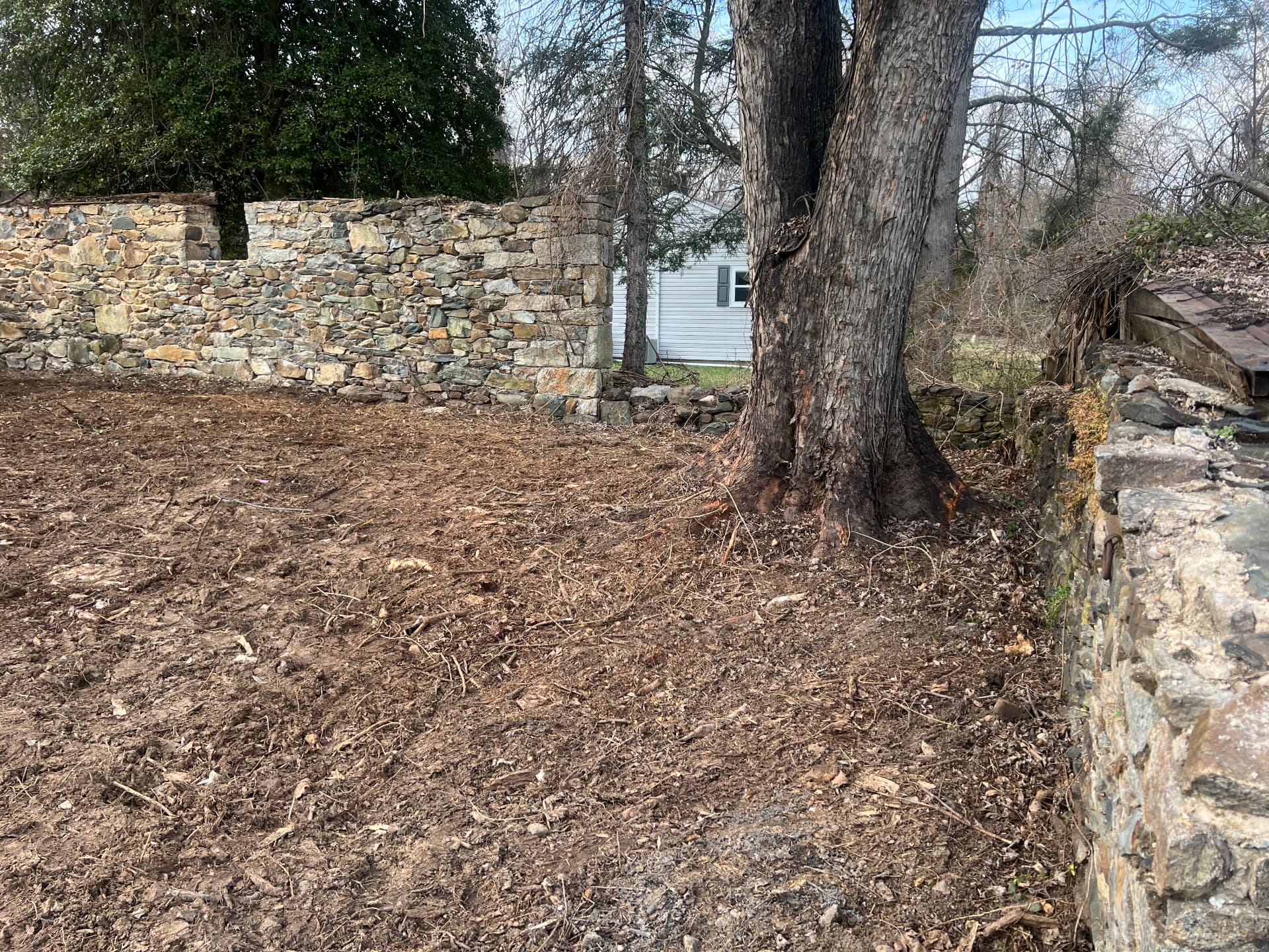 Cleared grounds beside the restored stone wall and old shade tree